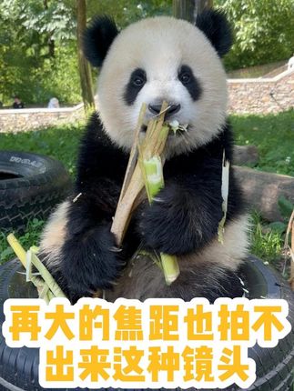 豆豆龙超绝饲养员视角 再大的焦距也比不上怼脸拍啊#大熊猫龙盼 #大熊猫盼青 #大熊猫 #熊猫 #卧龙神树坪基地
