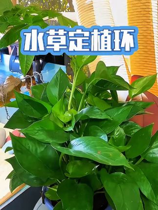 【奇妙妙】水草固定环定植三件套陶瓷环定植棉装饰定植环鱼缸沉环#水草固定环 #定植三件套 #鱼缸装饰 #陶瓷环 #水草定植