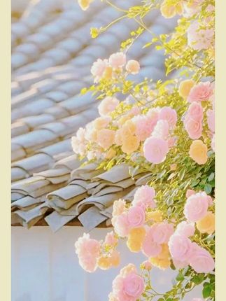 #好用的大包纸巾推荐 #生活用纸 #抽纸 #好物推荐 #在入手的好东西 吉多多家用纸巾加厚家庭时尚亲肤抽纸压花抽纸大包抽拉式干湿两用