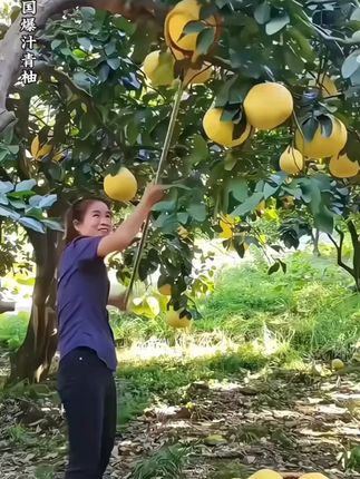 #柚子  #脆甜多汁  #九甜一酸  #青柚  #泰国青柚