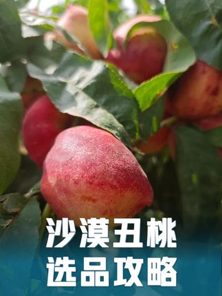 手把手教你选更好吃的沙漠丑桃 #新农人 #新疆美食 #乡村守护人 @DOU+小助手 @抖加🔥上热门🔥dou+🔥热点宝