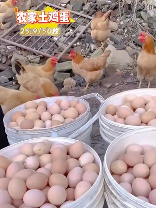 正宗农家散养土鸡蛋25.9到手一箱50枚 喜欢吃鸡蛋的不要错过!#土鸡蛋 #鸡蛋 #蛋 #好吃不贵经济实惠