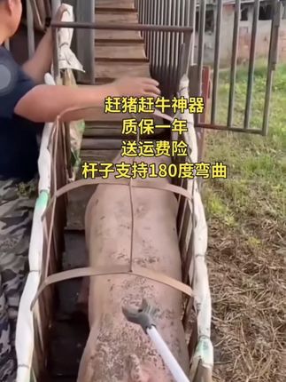 赶猪赶牛必备驱赶神器#养猪场 #养牛 #养殖基地 #牛价行情 #养殖人加油