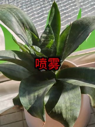 金嗓蜂胶舒缓喷雾草本滋润清爽缓解子咽喉必备便携式凉感不适护嗓 #咽喉喷雾 #嗓子喷雾 #便携式喷雾