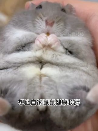 挑食鼠鼠也拒绝不了的营养膏!真的嘎嘎好用! #仓鼠营养膏 #仓鼠日常 #新手养鼠