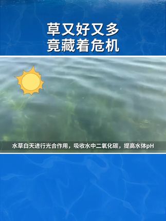 草又好又多,竟藏着危机--#超浓缩乳酸菌 #水产养殖 #河蟹养殖 #河蟹