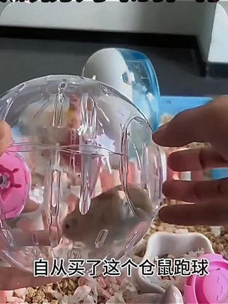金丝熊跑轮玩具球静音透明悬浮支架运动球解闷自嗨户外球仓鼠用品 #新手养宠 #宠物用品 #趣味养宠