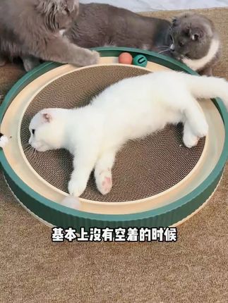 猫抓板还能这么玩?多功能玩具设计,太上头了! #萌宠好物  #猫玩具  #猫咪解闷玩具  #治愈系小猫咪  #新手养猫