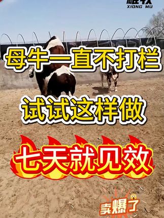 #繁殖母牛 #养牛 #养牛人 #养牛技术 #养殖