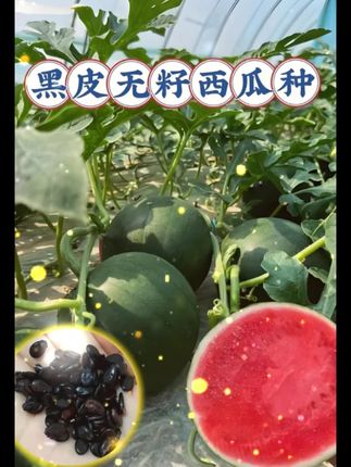 黑皮无籽西瓜种子 黑皮无籽西瓜种子