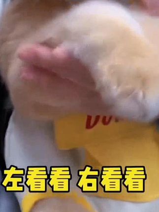 一打开拉链,小家伙“嗖”地钻进去——内里软得像云朵,侧窗透进 #猫咪 #橘猫 #金渐层 #被迫营业的猫猫 #萌宠出道计划