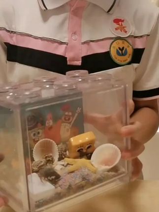 寄居蟹活体新手寄居蟹套装~积木盒套餐饲养儿童礼物桌面萌宠礼盒 #寄居蟹 #儿童玩具 #桌面宠物 #儿童礼物 #益智玩具