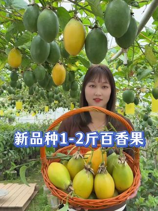 大果香蜜百香果 单果重1-2斤重 口感蜜甜好吃 嫁接苗#百香果苗#大果香蜜百香果苗#果苗#百香果