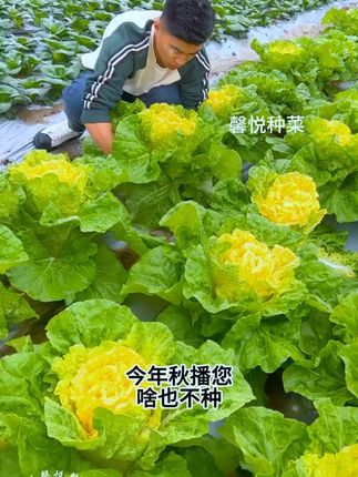 鸡蛋黄白菜,比普通白菜口感更加好吃,种植方法简单,阳台小院儿均可种植 #白菜种植 #北京小杂 #优质农产品