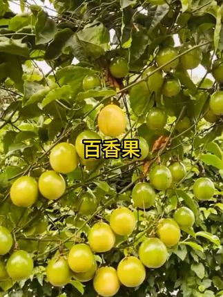 #百香果 #水果种植 #汕头