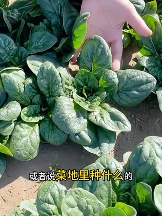 冬天不知道在阳台或菜地里种啥?别瞎选了!推荐你种趴地菠菜,天越冷长得越旺,种一次能一直吃到来年春天,再也不用冬天买高价菜!它可不是普通品种,叶片长得圆润又肥厚,咬一口满是菠菜的清香,老一辈都爱种这种矮秆的,说比高秆菠菜嫩多了。不管是清炒着吃、凉拌当小菜,还是下火锅涮一涮,口感都脆嫩爽口,一点不柴。而且它特好养活,不管是菜地还是阳台花盆,随便撒点种子就能长。现在种正合适,寒冬腊月都冻不坏,反而越冷口感越甜。想冬天吃上新鲜菠菜的,种子就在下方小黄车,赶紧拍,早种早收获!#抖音助农 #新农人计划 #三农 #种子 #蔬菜种植