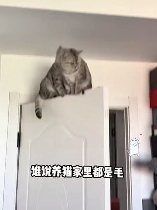 夏天来临,家里养猫掉毛满天飞的,可以试试这款磷虾鱼油片#萌宠好物 #猫咪 #猫咪掉毛 #科学养宠攻略 #新手养猫