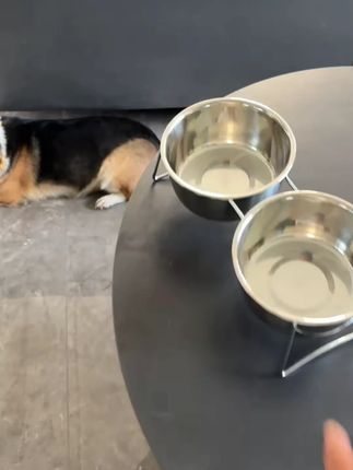 狗碗猫碗不锈钢狗盆大型犬专用狗狗饭盆吃饭喝水一体二合一宠物碗#宠物碗 #不锈钢狗盆 #猫狗通用 #宠物用品 #一体宠物碗
