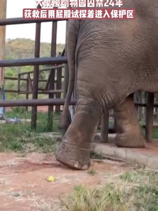 大象逃离动物园后,只敢倒退着走进新世界 (📹: Global Sanctuary for Elephants)#动物园里有什么 #动物世界 #动物救助