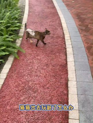 养猫人的养猫小技巧 #萌宠好物 #猫咪 #养猫人 #萌宠出道计划 #星帮尼