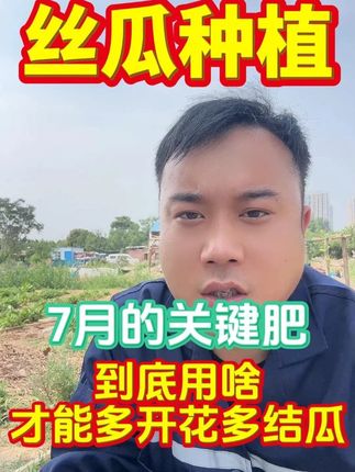 七月的关键肥到底用啥才能多开花多结瓜#丝瓜种植#丝瓜高产#丝瓜种植技术#丝瓜#三农种植