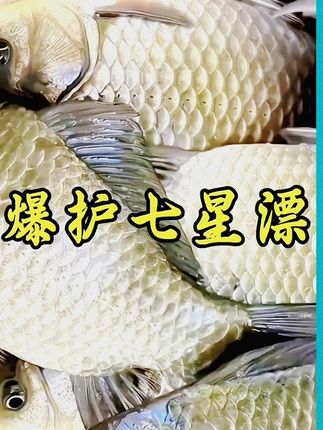 免调自配重七星漂双钩线组 #七星漂 #七星漂传统钓 #自配重七星漂线组 #钓鱼人 #钓鱼