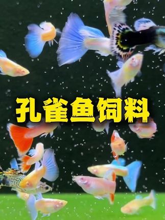 想要孔雀鱼长得快尾巴大发色好颜色靓丽前期一定要选择好饲料 #孔雀鱼饲养 #孔雀鱼发色 #孔雀鱼饲料 #日清丸红饲料 #丰年虾