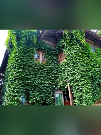 #爬山虎苗 #爬藤植物 #秋冬变色植物 #庭院围墙绿植 #裸根保湿发货爬山虎苗爬藤植物秋冬变色植物绿色植物庭院围墙绿植裸根保湿发货