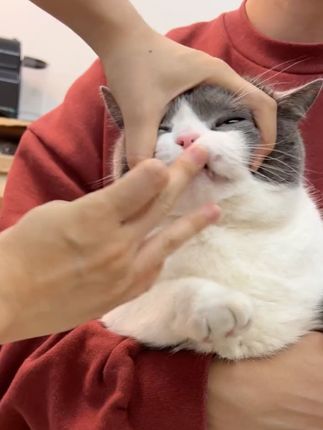 天气越来越热了,猫咪的驱虫别忘了哦#新手养猫 #宠物驱虫 #狗狗驱虫 #养宠攻略 #猫咪驱虫