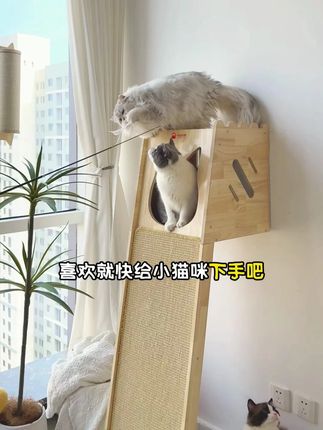 我家猫咪试过了,这个猫爬架真的好玩~ 【有喵有趣】实木材质超稳当猫爬架,不用钉子,靠墙一放就能用,剑麻猫抓板拉伸磨爪很嗨皮,猫窝晒太阳#有喵有趣 #猫爬架 #猫抓板 #猫咪的迷惑行为