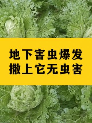 地下害虫爆发 撒上它无虫害c#地下害虫 #地下害虫防治 #地下害虫轻松解决