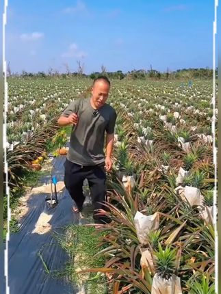 海南金钻凤梨新鲜当季水果手撕菠萝孕妇菠萝批发包邮