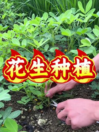 花生剃了头,就能增产增收吗? #传播农业种植小知识 #每天分享种菜经验 #农业知识传播 #花生种植