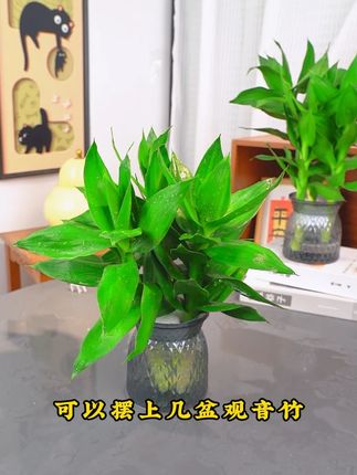 #花卉绿植 #观音竹 #室内绿植 #我的花花草草🌸🌸 #养花小知识