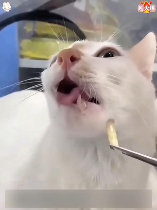 一喷去味,二喷护龈,宠物口喷让口腔护理变简单。#萌宠好物 #萌宠出道计划 #新手养宠 #新手养猫