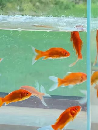 2013黑色长条加厚款泡沫托盘