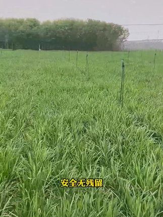 种韭菜就用它 #种韭菜就用它