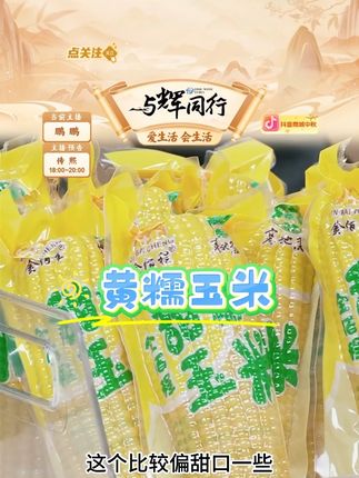天山恒糯新疆黄糯玉米非转基因香甜软糯玉米 #黄糯玉米 #黄糯玉米棒 #黄糯玉米白糯玉米 #黄糯玉米软糯香甜 #好物甄选 @DOU+上热门 @DOU+小助手
