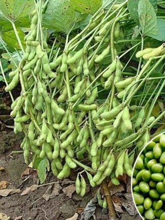 九月寒毛豆种子早熟高产菜种籽蔬菜种子九月鲜四季种植青豆菜豆种#毛豆种子 #菜豆种 #寒毛豆种子 #蔬菜种子 #毛豆种子种植