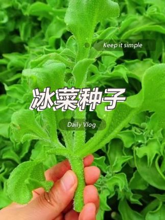 自带咸味的# 冰菜您吃过吗 ?产量高 好种植 现在正是播种的好时候# 蔬菜种子 # 在家种菜 # 阳台种植