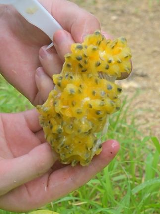 蜜甜蜜甜的#钦蜜9号百香果 #新鲜应季水果 #优质农产品 #现摘现发新鲜到家 #好吃不贵经济实惠