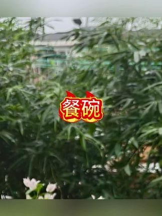 一次性加厚碗红色喜庆圆碗家用碗商用聚餐婚宴碗大碗一次性餐碗#餐具 #碗 #一次性餐具 #一次性用品 #碗盆