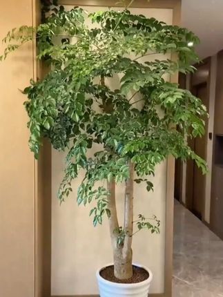幸福树很贪吃你知道吗?幸福树开花发芽都需要消耗大量养分的,否则就会掉叶停止生长 #施肥 #爱生活爱养花 H2