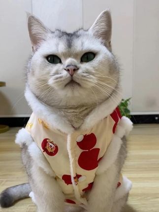 这猫咪也太“精”了,笑死我了😂 #萌宠好物 #新手养猫 #猫咪挑食