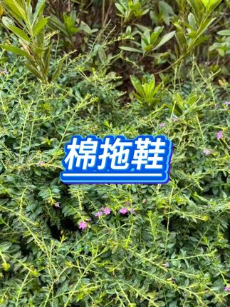 女士防水棉拖鞋  #女士拖鞋  #外穿棉拖  #防滑鞋