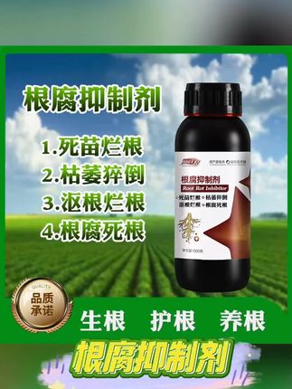 茎基腐根腐烂根黄叶一定要用上根腐抑制剂,一季用一次,可防可治!