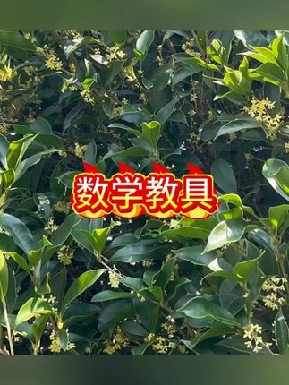 2025新版一年级数学教具学具苏教版上册钉子板计数器开学必备用品#教具 #文具 #文具安利 #数学教具 #学习用品