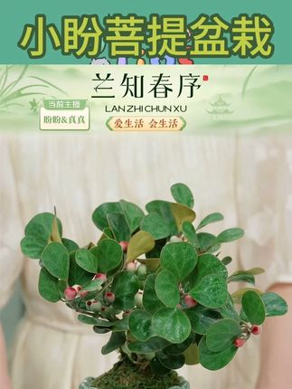 【小盼菩提】小盼盆景禅意带花盆中式室内客厅好养茶桌办公室绿植#室内盆栽 #盆景 #爱生活爱养花 #花卉绿植 #小盼菩提