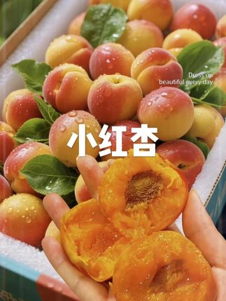 四团的小红杏来啦,真的巨好吃!咬一口鲜嫩多汁,属于#新鲜的应季水果 。都是在露天自然成熟的,果肉厚实又细腻,果子香味特别浓,每口都爆汁,又香又甜还带点软乎劲儿,一口下去满是浓郁的果香味儿,巨巨巨好吃😋#快来一起尝个鲜 #优质农产品 #小红杏 #图文掘金计划