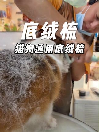 狗狗定期除底绒,减少掉毛烦恼。关键皮毛更健康! #底绒梳 #宠物梳子 #狗狗毛发护理 #萌宠好物 #科学养宠攻略